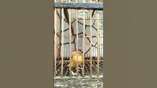 BURUNG MANYAR/Burung siak betina BIRAHI