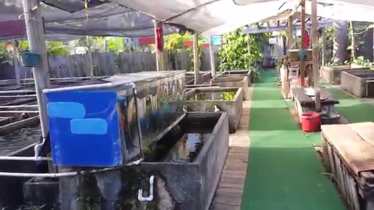 NEIGHBOORHOOD FISH FARM MIAMI YouTube