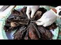 BAT HUNTING in PALAU! Fruit Bats Cooked Two Ways Koror