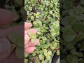 Si Tienes La Planta De La Abundancia En Casa TIENES una MARAVILLA | CUIDADOS de la PORTULACARIA AFRA