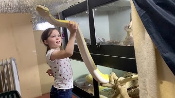 8 year old pulling out Reticulated Python without hook.