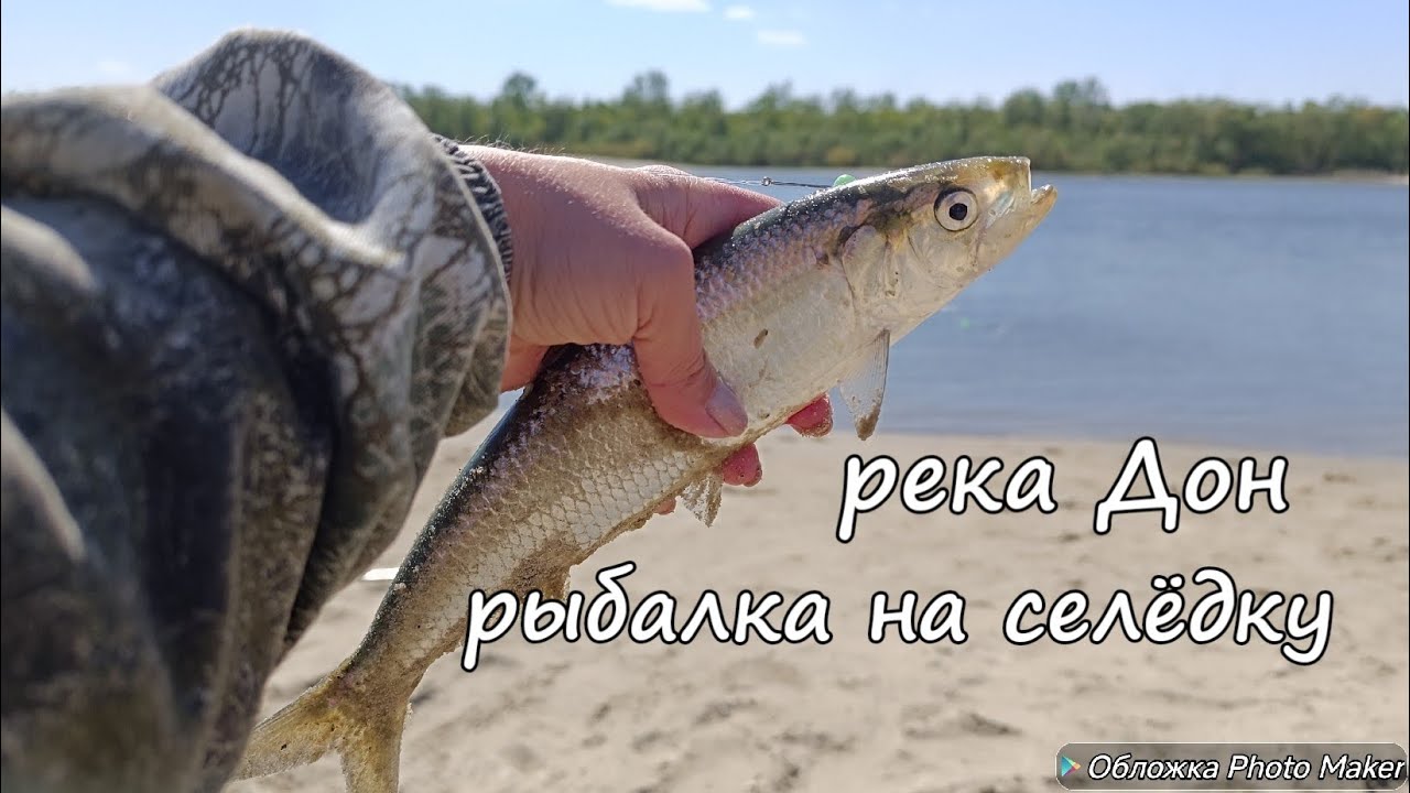 Рыбалка на селëдку на реке Дон. Хутор Пухляковский. Апрель 2025 года.
