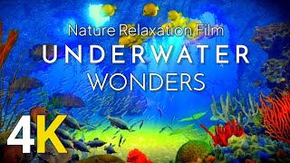 1 HOUR Stunning Underwater footage + Relaxing Music| Nature Relaxation &amp; Colorful Sea Life Video