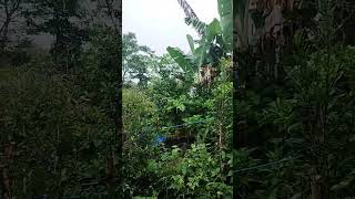 #asmr BARULHO DA CHUVA EU AMO 💤💤🌧️🌧️🌧️ #vidasimples #vidareal #donadecasablogueira