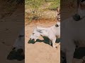 'The Breading Season' #treading #ytshorts #animals #wildlife #viral