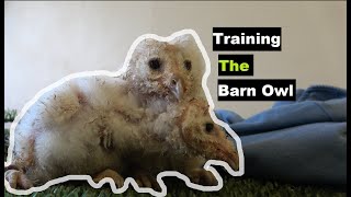 Training the Barn Owl by Hawk Riders 1,126 views 4 months ago 21 minutes