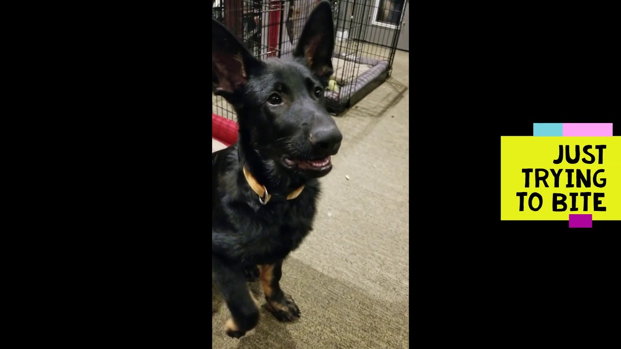 German Shepherd Puppy Climbing down the stairs YouTube