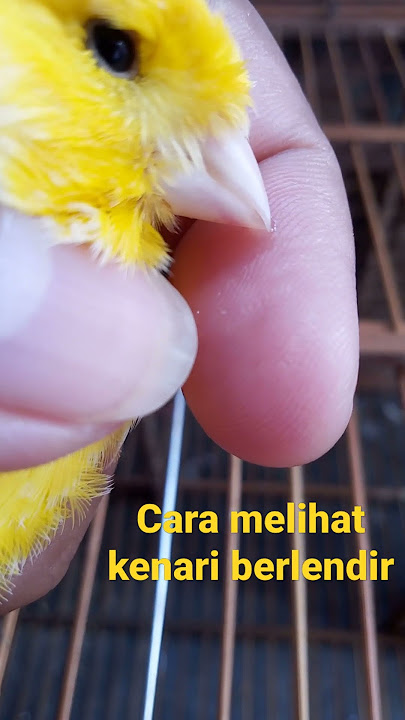 cara muda mengetes kenari kita berlendir cukup dengan menaruh paruhnya ditangan..