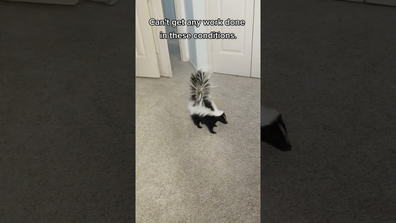 Skunk and Cat: Drama Queens in Action! 🦨🐱🎭 | Hilarious Pet Showdown!