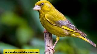 صوت عصفور الخضري عصفور الشوك الحسون اخضر اللون voice European Greenfinch