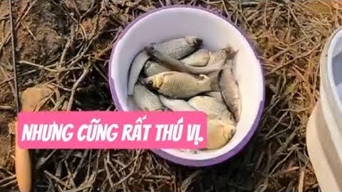 CÂU CÁ TỰ NHIÊN ĐƯỢC TOÀN CÁ DIẾC NGON