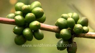 Unripe coffee pods in South India