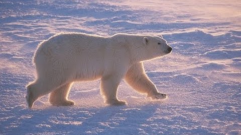 Plight of the Polar Bear Intro