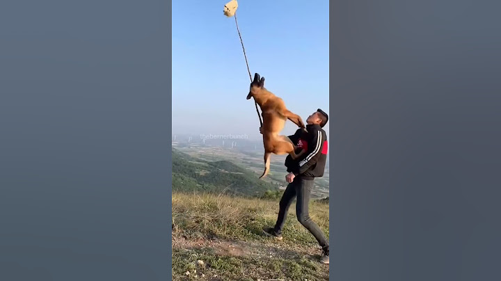 Other Dogs vs My Dog 😂 | Funny Rescue Bernese Mountain Dog #athleticdog #funnydogs #cutedog
