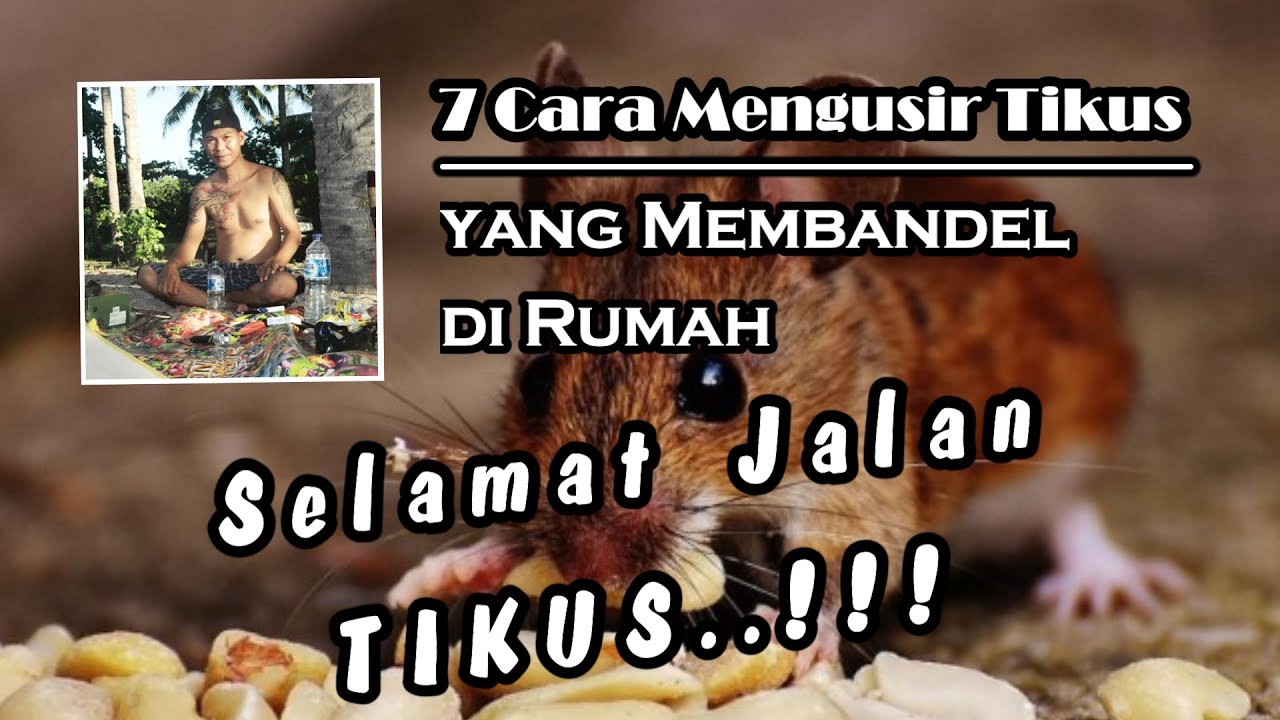 Cara Paling Gampang Mengusir Tikus yang Membandel di Rumah. YouTube