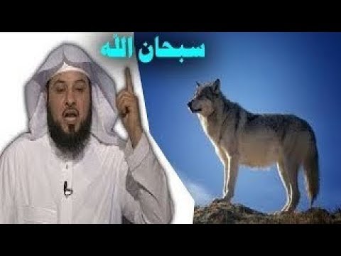 ستبكى عندما تعرف لماذا خلق الله الذئب اقوى مخلوق على وجه الارض سبحان الله