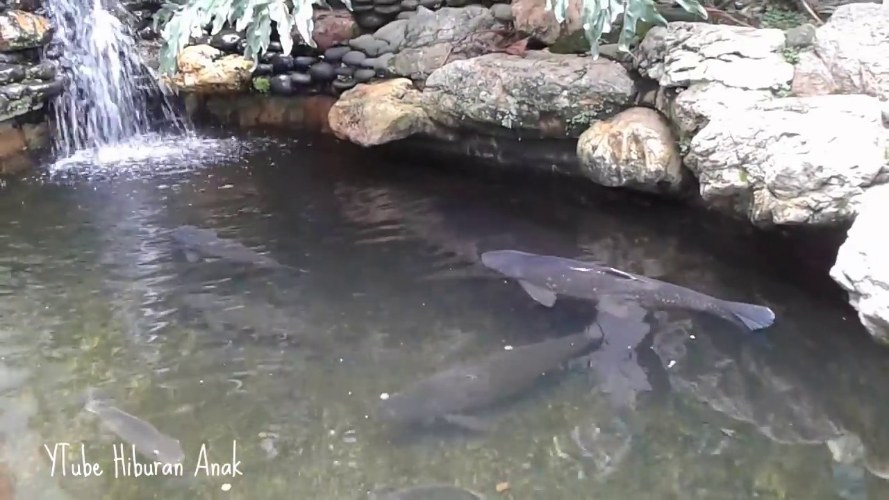 Kolam Ikan Kecil Ayo Desain Rumahmu