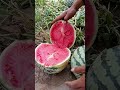 Amazing Watermelon Cutting Skills ✨ | Fresh Fruit Art Ideas