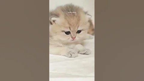 Watch the video about "sleepy cat"🐾😻😴 #usashorts #america #usa #sleep #catlovers #funny #kitten