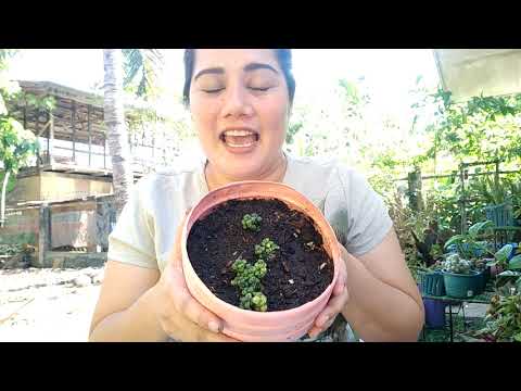 Video: Popcorn Cassia Care - Mga Tip Sa Pagpapalaki ng Popcorn Cassia Plants