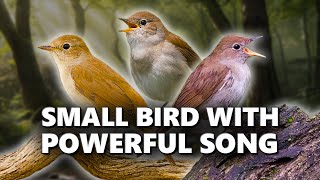 COMMON NIGHTINGALE - A Small Bird, a Powerful Song! by Birds & Sounds of Nature 307 views 2 months ago 8 minutes, 9 seconds