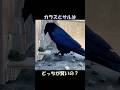 カラスと猿はどっちが賢いの?#動物雑学#弱肉強食#カラス#サル