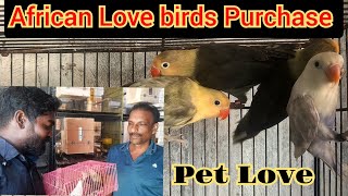 African Love Birds purchase from chennai | pet lover |Birds aviary| Chennai birds farm #reels #birds