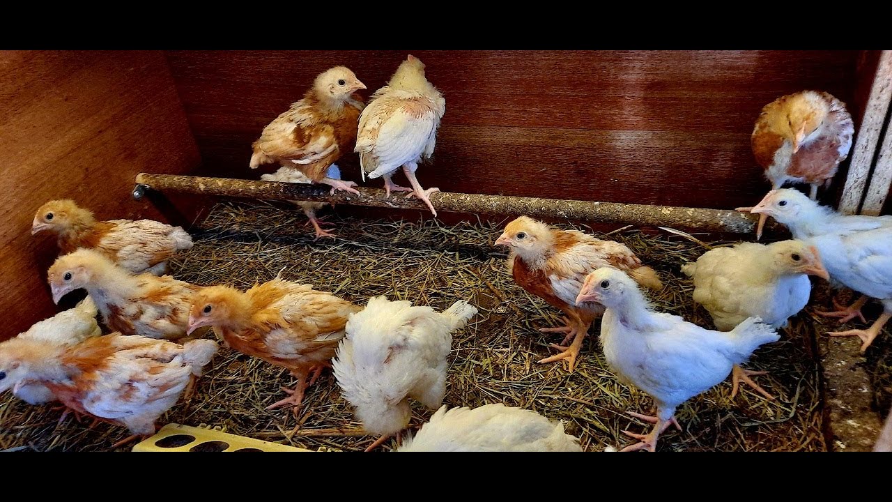 ❗ Такого Вам никто не Скажет... РАСКЛЁВ у КУР-НЕСУШЕК ❗ СРОЧНО это Сделайте❗