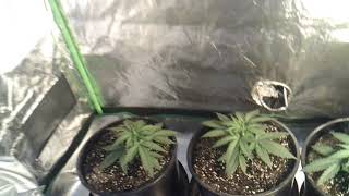 Day 22; Installed 2nd Light, fed autoflowers and photoperiods