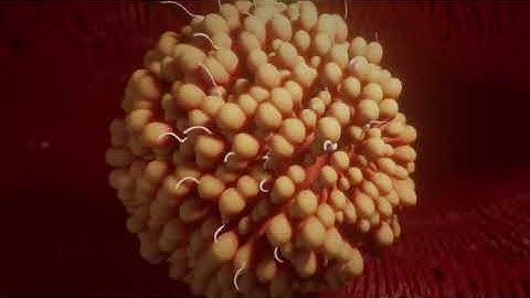Conception explained