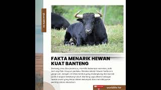 Fakta Menarik Banteng Yg Belum KAlian Tau #youtubeshorts #faktaunik #shortvideo #hewan #animasulucu