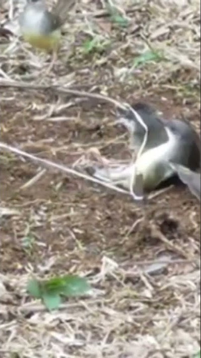 di perang burung ciblek liar pikat nya sampai kewalahan