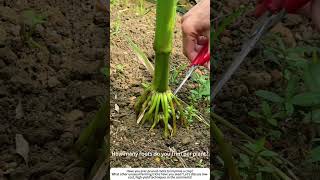 Pruning Corn Roots – A Surprising Trick for Bigger Ears 🌽✂️