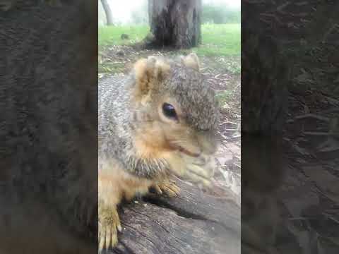 Video: Acest Chipmunk salvat descoperind foi proaspete este totul