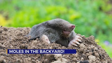 How to get rid of moles in your yard