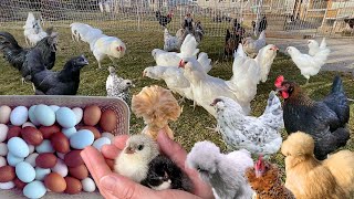 It's Heartwarming - From Eggs To Chicks To Happy Hens - Beautiful Chickens Lay Colourful Eggs by MerryLand 4,580 views 1 month ago 9 minutes, 1 second