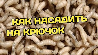 Как насадить опарыша на крючок + фишка на пассивную рыбу