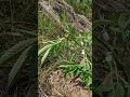 LST Outdoor Growрџ љ Dynamite Diesel Tyson Grow Outdoor LST Outdoor Growрџ љ Dynamite Diesel Tyson Grow Outdoor
