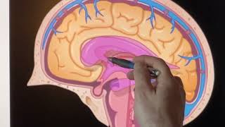 Flow of CSF