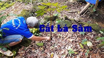 SÂM NGỌC LINH ♥♥♥ XEM VƯỜN SÂM MÙA ĐÔNG