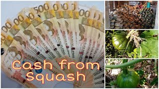 How to Plant Squash Part 3 (Harvesting tons of squash)