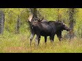 Grand Teton National Park - Moose Rut Courting