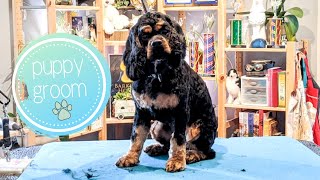 Puppy Meets Groomer | 4 month old Cocker Spaniel Puppy gets her first groom with NCMG by Dognormous 4,023 views 3 years ago 13 minutes, 56 seconds