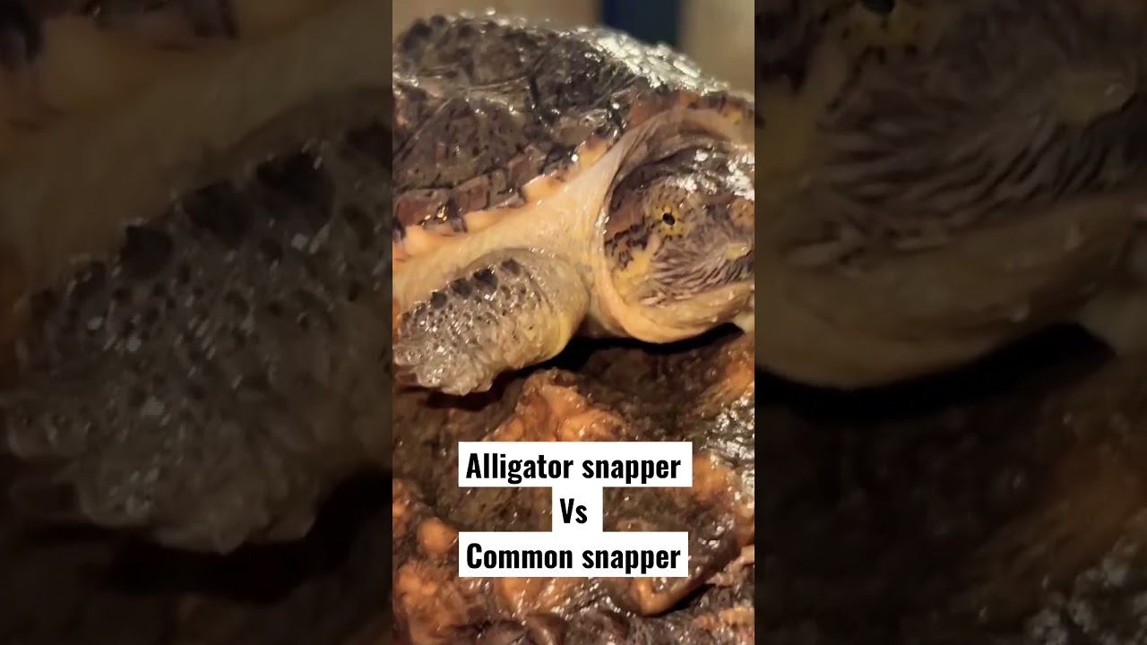 Alligator snapping turtle vs common snapping turtle 😱 