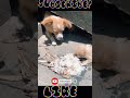 cute dog moments clip short animal