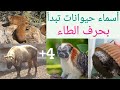 أسماء حيوانات تبدأ بحرف الطاء