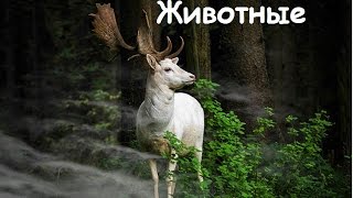 ЖИВОТНЫЕ | Видео про животных ЖИВОТНЫЕ | Видео про животных
