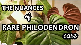 Rare Philodendron Care They DON'T Tell You About!