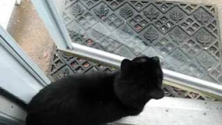 Let me out! ... wait ... Let me in! 懂英文的MM(猫猫) by michelleyang0625 6,854 views 14 years ago 5 minutes, 10 seconds