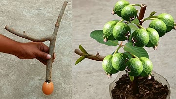 Grow guava tree from cutting with egg🥚